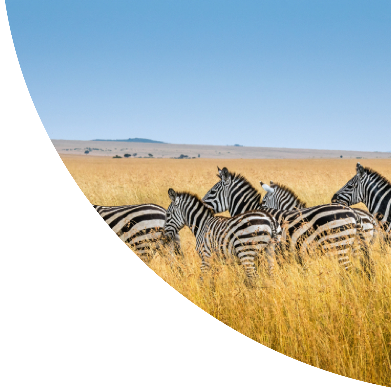 Zota - Payment solutions in Kenya